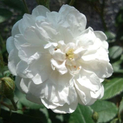 Rosen Online Shop - floribundarosen - weiß - Rosa Ausram - diskret duftend - David Austin - Ihre Büsche werden von ihren winzigen, weißen, gefüllten Blüten vollständig bedeckt.